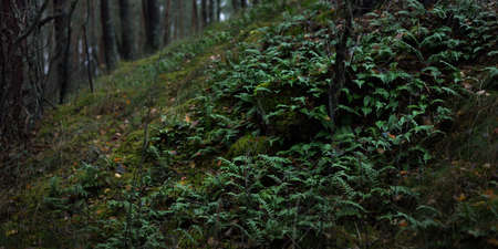 Majestic forest in a fog. Mighty trees, moss, plants. Dark atmospheric autumn landscape. Loneliness,...