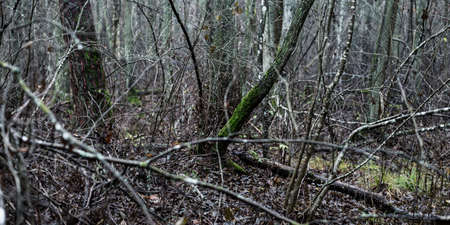 Majestic forest in a fog. Mighty trees, moss, plants. Dark atmospheric autumn landscape. Loneliness,...