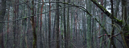 Majestic forest in a fog. Mighty trees, moss, plants. Dark atmospheric autumn landscape. Loneliness,...