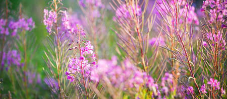Blooming pink wildflowers (Chamaenerion angustifolium) on a green country field, close-up. Natural floral background. Summer rural scene. Nature, botany, agriculture, gardening, alternative medicine;の写真素材
