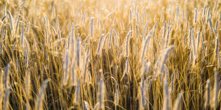 Country agricultural crop field at sunset. Plants close-up. Soft sunlight, golden hour. Rural scene. Texture, background. Graphic resources. Nature, environment, farm and food industryの写真素材