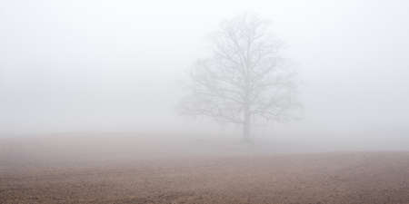 Mighty oak tree on a plowed agricultural field in a thick white morning fog. Soil texture. Atmospheric landscape. Idyllic rural scene. Autumn. Nature, environment, climate change. Panoramic viewの写真素材