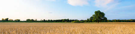 Agricultural crop field. Lonely mighty oak tree. Forest in the background. Soft golden sunlight....