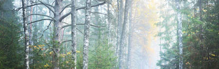 Panoramic view of the majestic forest park. Fog, soft light. Idyllic landscape. Nature,...