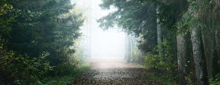An empty alley through the tall pine and fir trees in evergreen forest in a morning fog. Natural tunnel. Tranquil landscape. Environmental conservation in Kemeri national park, Latviaの写真素材