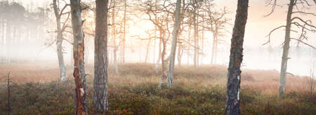 Tall ancient trees in a thick mysterious fog at sunrise. Cenas tirelis, Latvia. Forest floor of golden leaves. Idyllic autumn landscape. Ecology and ecosystems, environmental conservationの写真素材