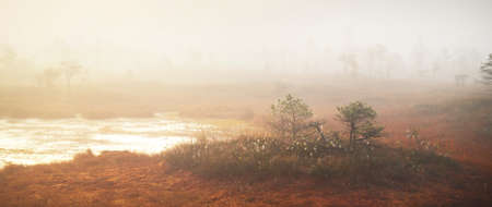 Bog in a morning mist at sunrise. Young pine trees and forest floor of blooming heather flowers,...