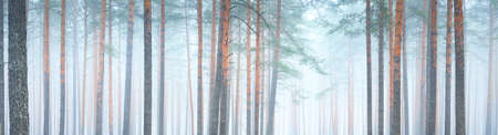 Panoramic view of the majestic forest park. Fog, soft light. Idyllic landscape. Nature,...
