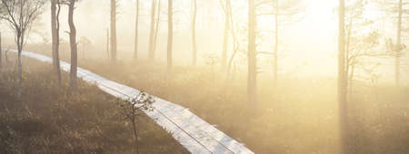 A wooden pathway trough the coniferous forest in a thick mysterious fog at sunrise. Cenas tirelis,...