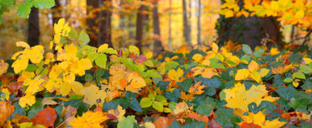 Forest floor of colorful green, red, orange and yellow maple and other leaves, close-up. Golden...
