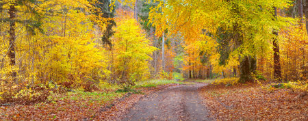 A pathway through the golden mossy beech trees. Forest floor of red and orange leaves. Fairy autumn landscape. Pure morning sunlight through the tree trunks. Natural tunnel. Heidelberg, Germanyの写真素材