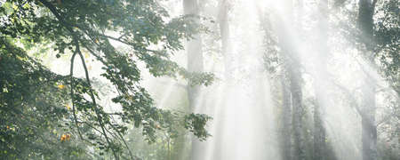 Sun rays flowing through the tall green linden trees. Alley in a city park. Fairy forest scene. Art,...