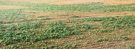 Green plowed agricultural field texture. Farm and food industry, ecology, environmental damage and...