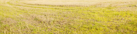 Green plowed agricultural field texture. Farm and food industry, ecology, environmental damage and conservation, nature. Panoramic image, graphic resourcesの写真素材