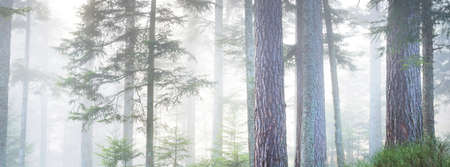 Mysterious evergreen forest in a fog. Mighty pine trees. France, Europe. Dark atmospheric autumn...