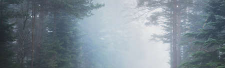 Mysterious evergreen forest in a fog. Mighty pine trees. France, Europe. Dark atmospheric autumn landscape. Panoramic scenery. Ecotourism, ecology, seasons, nature. Fantasy, magicの写真素材