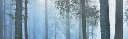 Mysterious evergreen forest in a fog. Mighty pine trees. France, Europe. Dark atmospheric autumn landscape. Panoramic scenery. Ecotourism, ecology, seasons, nature. Fantasy, magicの写真素材