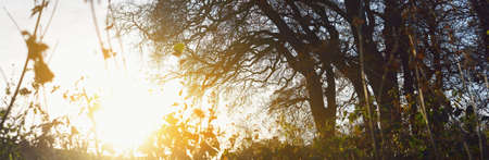Artistic silhouette of a tree against sunset sky. Picturesque panoramic autumn scenery. Pure nature, ecology. Germanyの写真素材