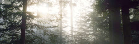 Mysterious evergreen forest in a fog. Mighty pine trees. France, Europe. Dark atmospheric autumn landscape. Panoramic scenery. Ecotourism, ecology, seasons, nature. Fantasy, magicの写真素材