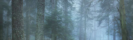 Mysterious evergreen forest in a fog. Mighty pine trees. France, Europe. Dark atmospheric autumn...