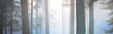 Mysterious evergreen forest in a fog. Mighty pine trees. France, Europe. Dark atmospheric autumn landscape. Panoramic scenery. Ecotourism, ecology, seasons, nature. Fantasy, magicの写真素材