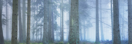 Mysterious evergreen forest in a fog. Mighty pine trees. France, Europe. Dark atmospheric autumn landscape. Panoramic scenery. Ecotourism, ecology, seasons, nature. Fantasy, magicの写真素材