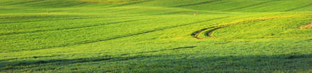 Green plowed agricultural field with tractor tracks at sunset, close-up. Golden sunlight, fog, haze. Picturesque autumn landscape. Idyllic rural scene. Pure nature, ecology. Germanyの写真素材