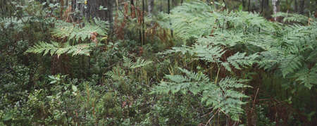 Young fern leaves in the dark northern evergreen forest. Mighty trees in the background. Nature,...