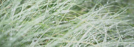 Green grass with dew and raindrops, texture, close-up. Abstract natural pattern. Graphic resources, macro photography, concept art, tranquility, pure nature conceptsの写真素材