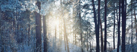 Majestic evergreen coniferous forest after a blizzard. Juniper, spruce and pine trees at sunset. Soft sunlight. Winter wonderland. Lapland, Finlandの写真素材