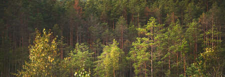 Young spruce and pine trees close-up. Evergreen coniferous forest in the background. Latviaの写真素材