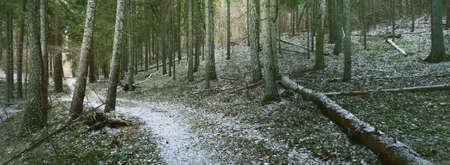 Pathway through the hills of majestic northern evergreen forest. Golden leaves, mighty pine and spruce trees, tree logs, hoarfrost, first snow. Panoramic view. Atmospheric landscape. Nature, ecologyの写真素材