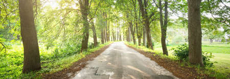 Pathway in a forest park. Soft sunlight. Atmospheric summer landscape. Pure nature, ecology,...