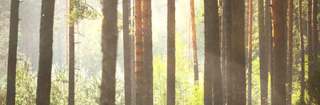 Pathway through the hills of majestic evergreen forest. Mighty pine trees, moss, plants.  Soft...