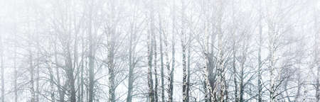 Picturesque panoramic scenery of the majestic forest in a thick white fog. Atmospheric landscape....