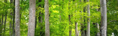 Panoramic view of the green summer beech forest. Sunlight through the mighty trees. Environmental...