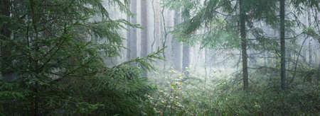 Pathway through the majestic evergreen pine forest in a fog. Soft sunlight, sunbeams. Panoramic view