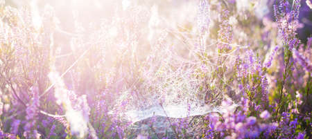Blooming purple and pink heather flowers Calluna vulgaris, spider web. Panoramic image. Pure nature,...