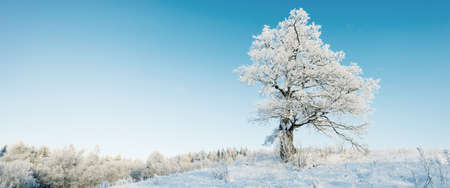 Mighty oak tree. Forest meadow. Pure sunlight, clear blue sky. Winter wonderland. Ecology, eco tourism, environmental conservation, christmas vacations, skiingの写真素材