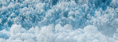 Forest park after a blizzard. Trees in a hoarfrost. Winter wonderland. Seasons, ecology,...