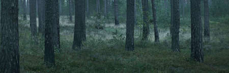 Pathway through the hills of majestic evergreen forest. Mighty pine and spruce trees. Sunset light. Idyllic landscape. Nature, seasons, environment, ecotourismの写真素材