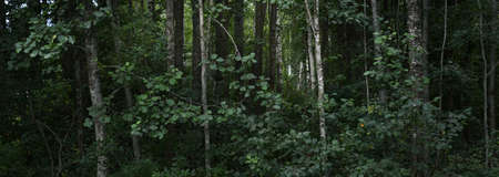 Birch tree in a green summer forest st sunset. Soft evening light. Mersrags, Latvia. Nature,...