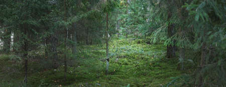Pathway through the hills of majestic evergreen forest. Mighty pine and spruce trees. Sunset light....