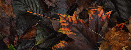 Forest floor of colorful green, brown, yellow, golden leaves. Dark atmospheric landscape. Autumn colors. Nature, seasons, ecologyの写真素材
