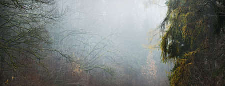 Majestic forest in a fog. Mighty trees, moss, plants. Dark atmospheric autumn landscape. Loneliness,...