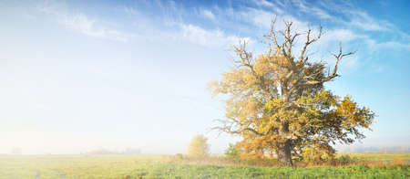 Ancient half dead, half living mighty oak tree, clear sky with cirrus clouds. Sorcery, spiritual...