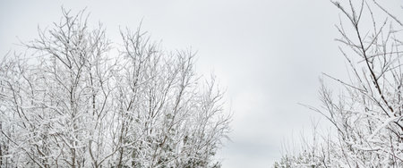 Winter forest landscape. Mighty trees. Atmospheric landscape. Climate change, nature, environmental...