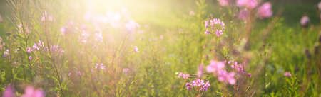 Blooming pink wildflowers (Chamaenerion angustifolium) on a green country field, close-up. Natural...