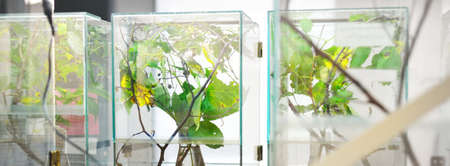 Insectarium in the zoo laboratory. Terrarium shelves, special equipment close-up. Research,...
