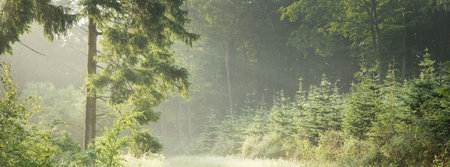 Panoramic view of the majestic forest in a fog. Mighty trees. Atmospheric dreamlike landscape. Soft...